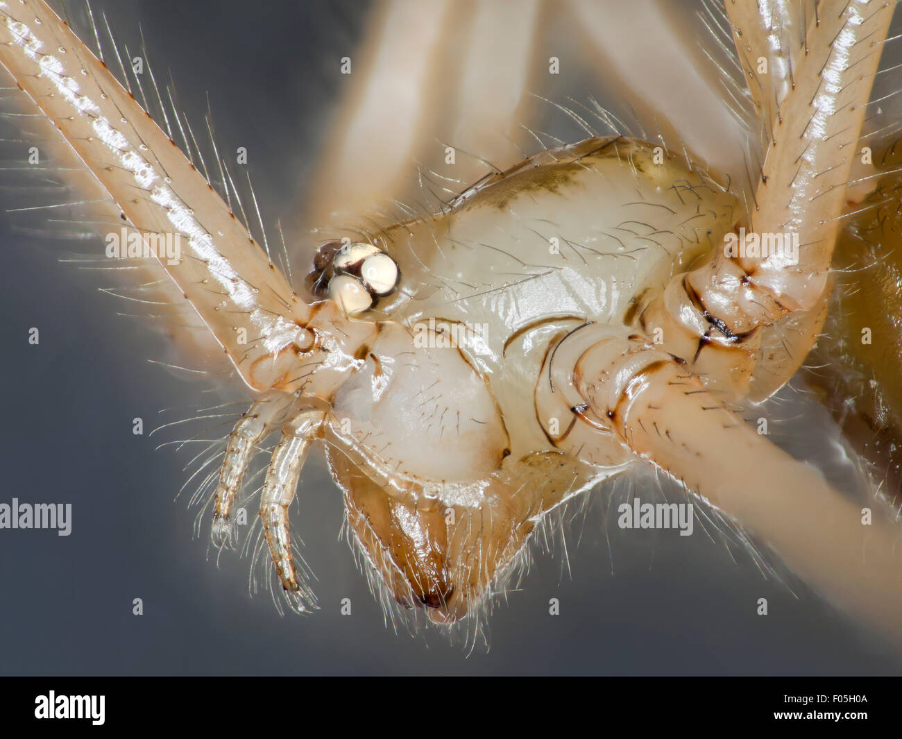 Pholcus phalangioides,daddy long-gambe spider, capostipite di lungo le gambe spider, falegname spider, daddy long-gambe, dettaglio della testa Foto Stock
