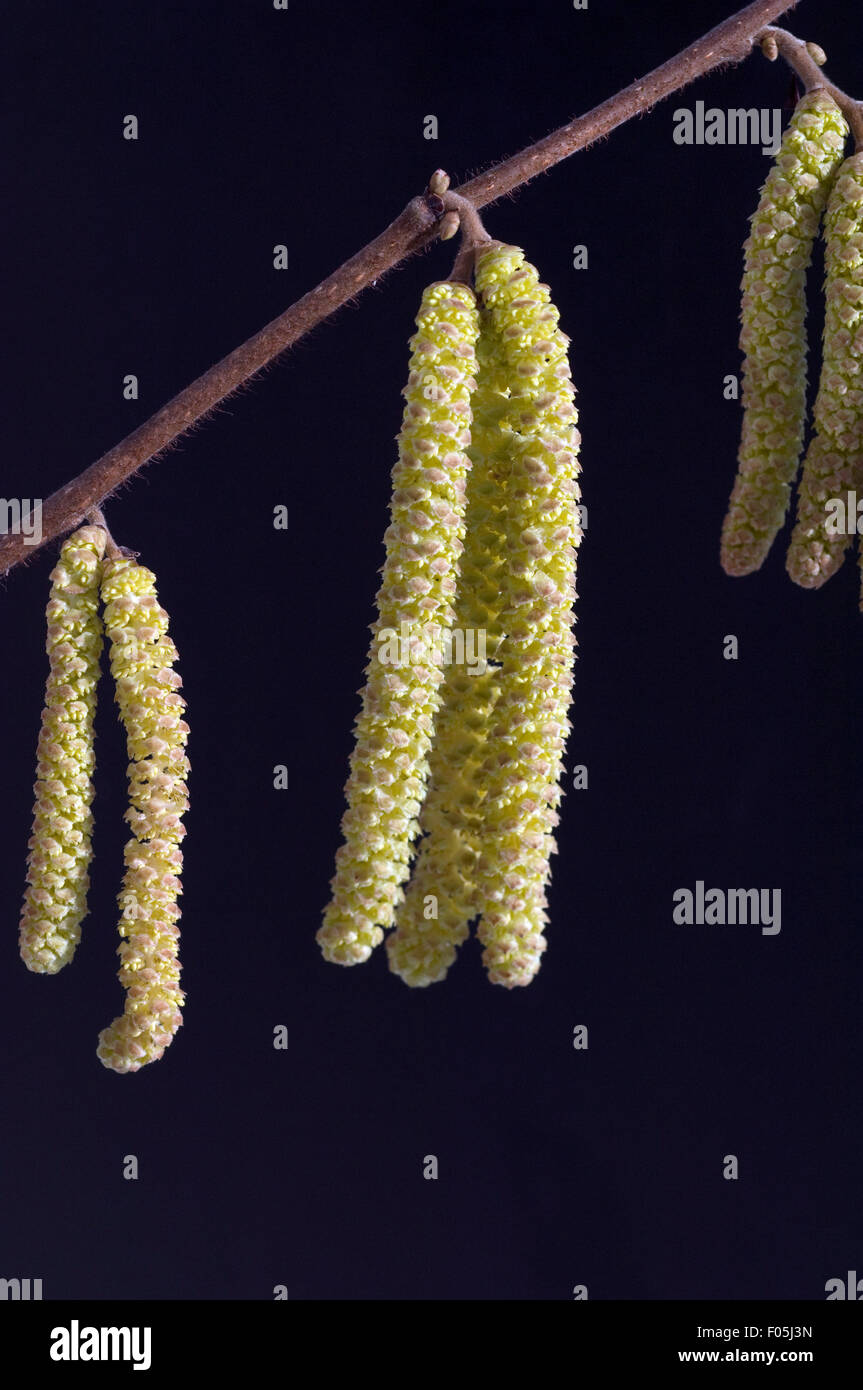 Haselnusskaetzchen, Corylus avellana,, Foto Stock