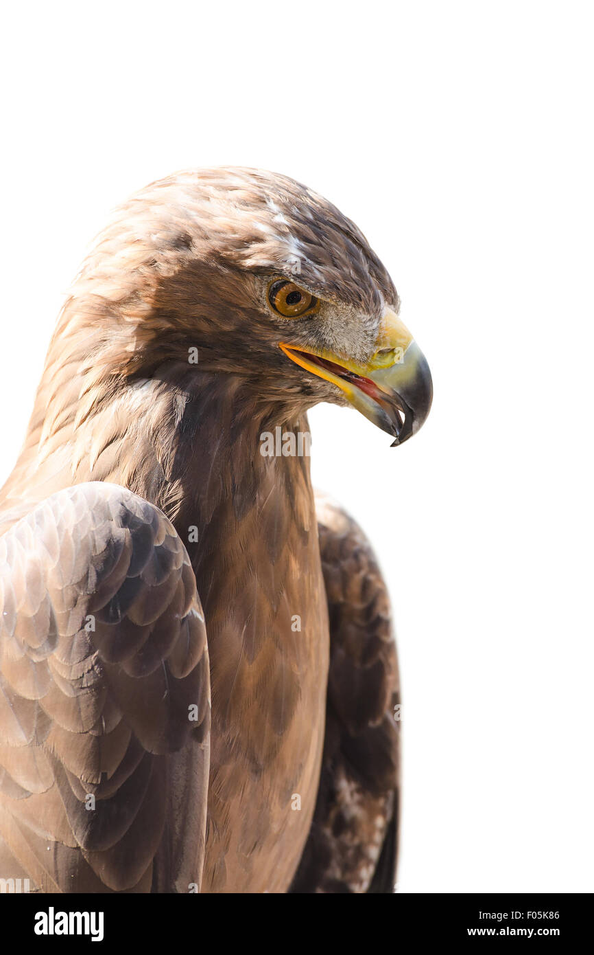 Verticale di close-up ritratto di profilo di golden eagle rapace isolato su bianco Foto Stock