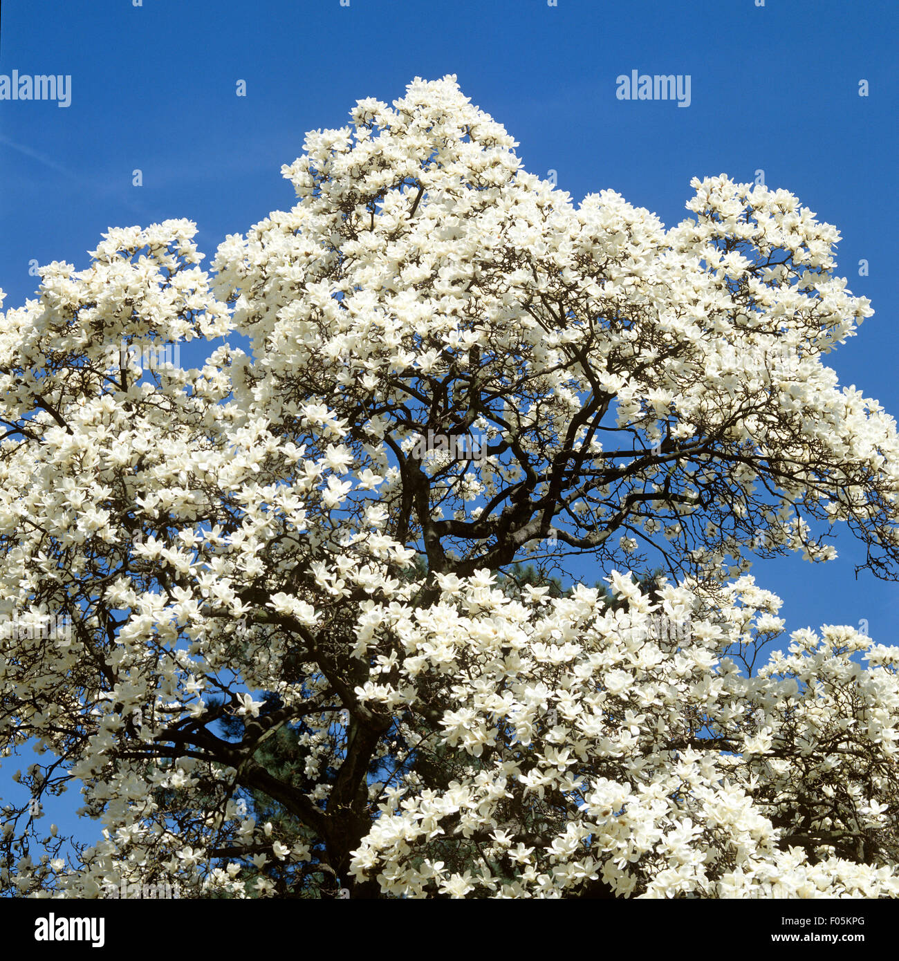 Magnolienbluete; Magnolia, Foto Stock