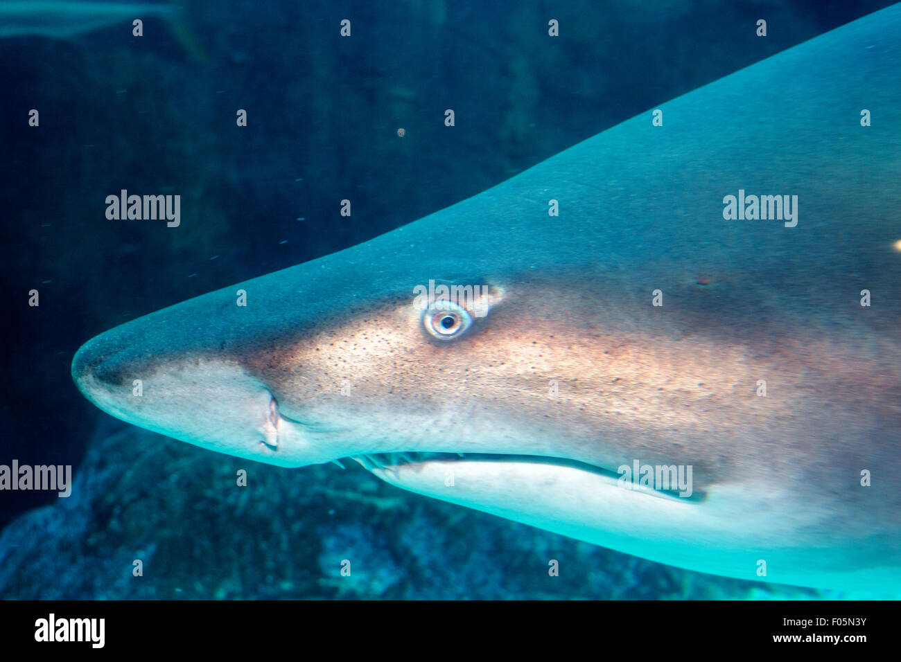 Città del Capo Sud Africa, Africa, V & A Victoria Alfred Waterfront, Two Ocean Waters Aquarium, interno, mostra collezione mostra, gigantesco pesce abbronzato Foto Stock
