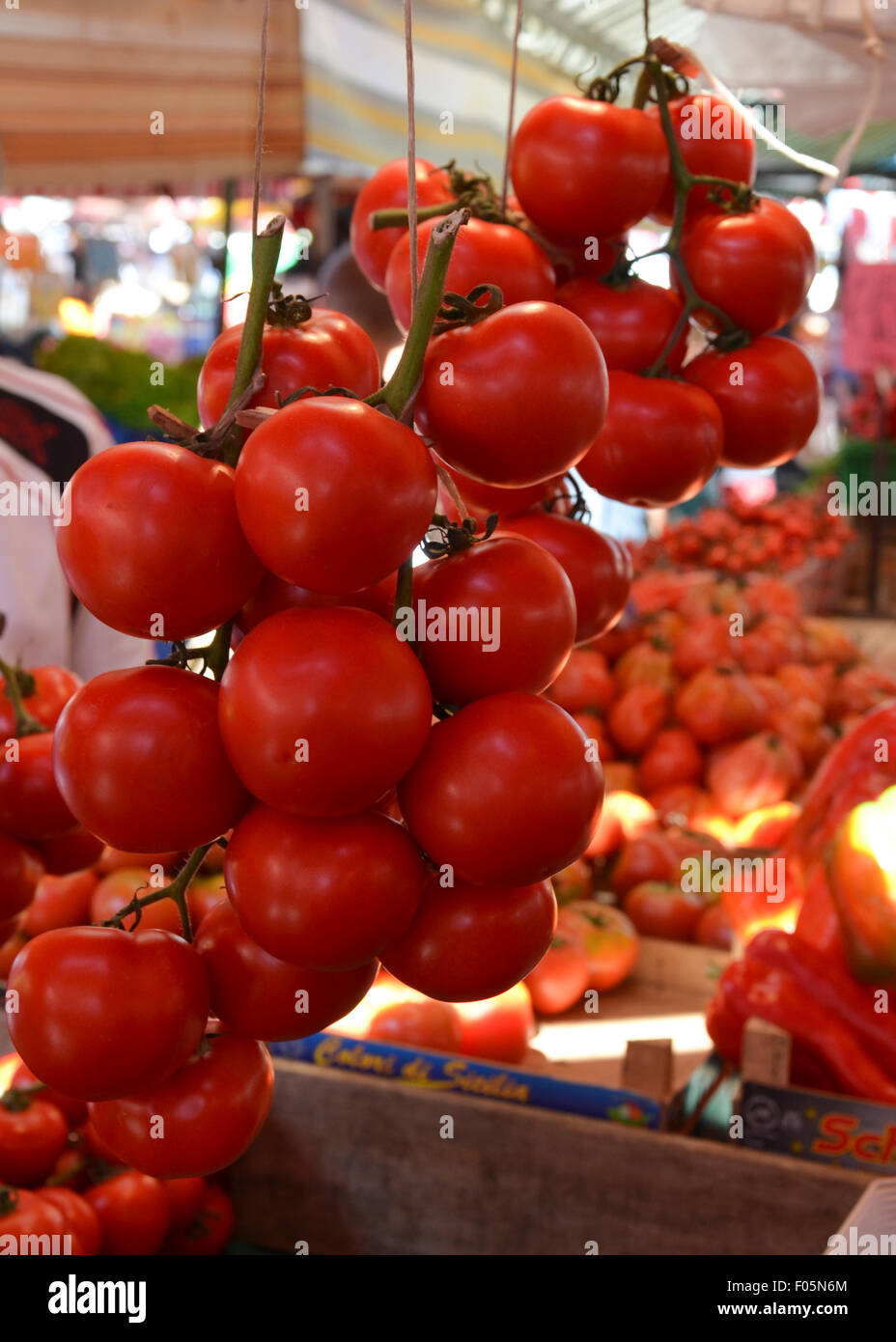 I grappoli di pomodoro italiano nel mercato impiccato Foto Stock