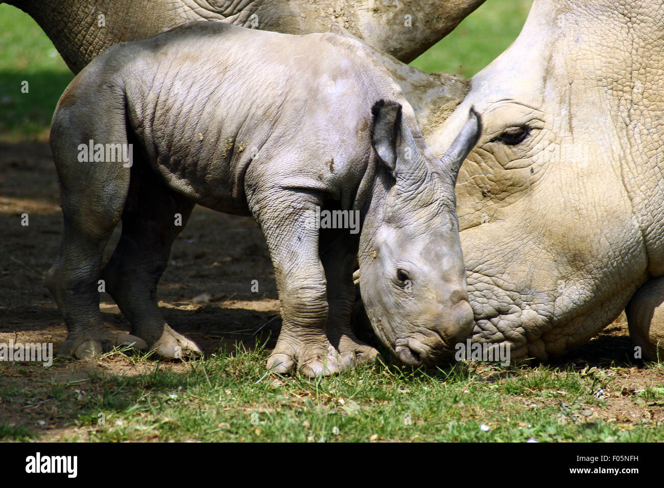 Baby rinoceronte nato ar del Cotswold Wildlife Park Foto Stock