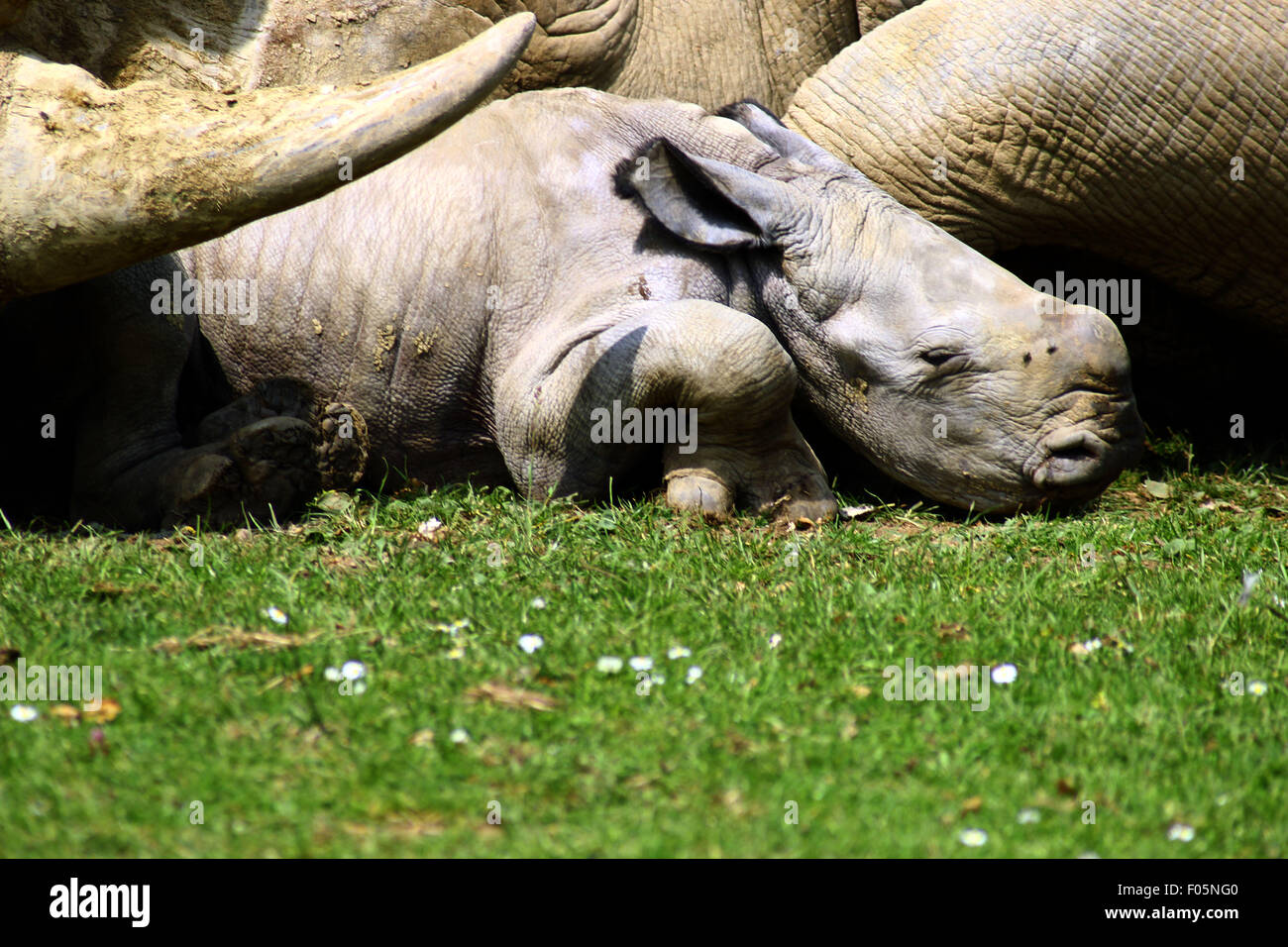 Baby rinoceronte nato ar del Cotswold Wildlife Park Foto Stock