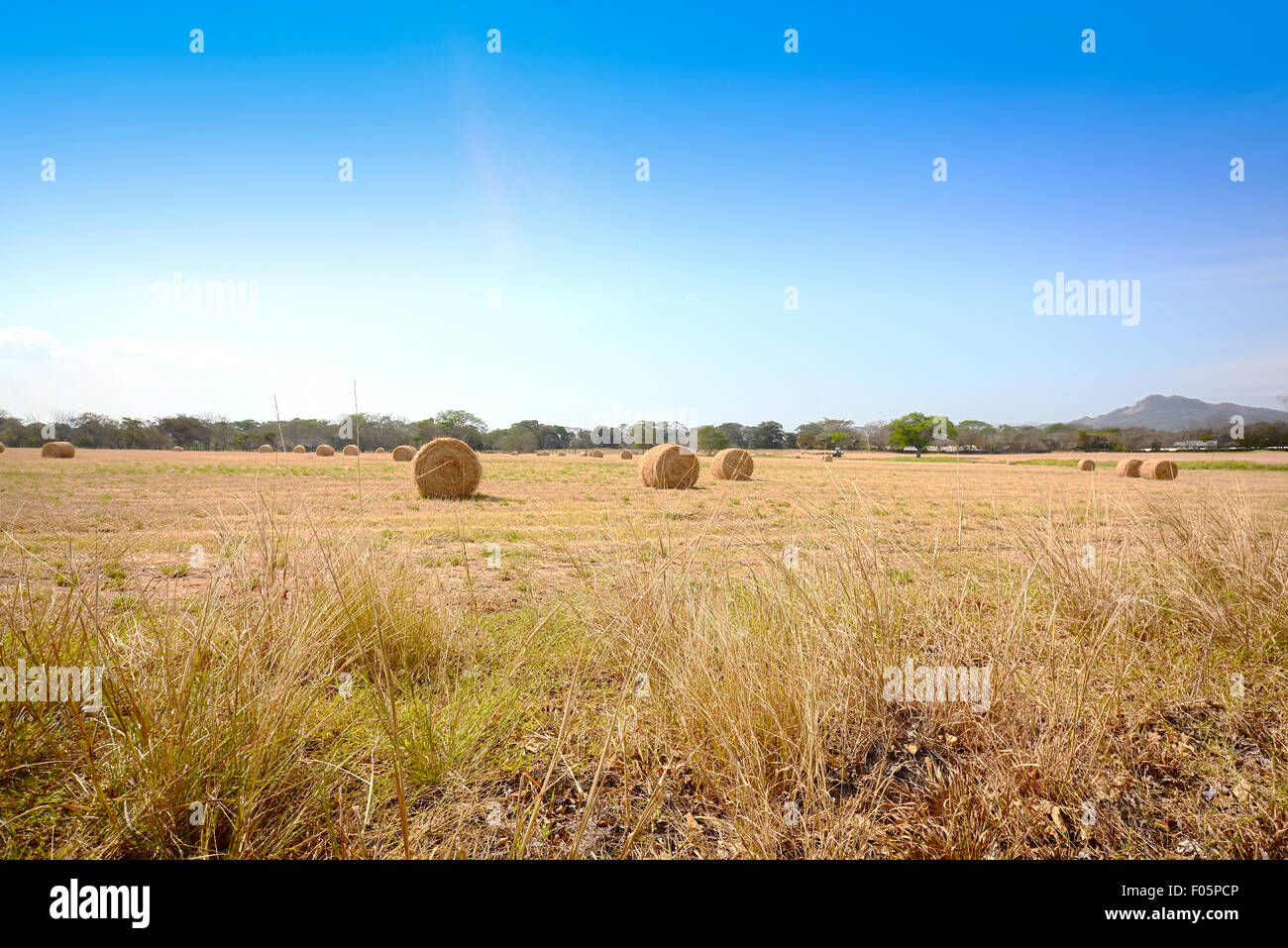 Ampia angolazione di un campo con balle di fieno ed un cielo blu Foto Stock
