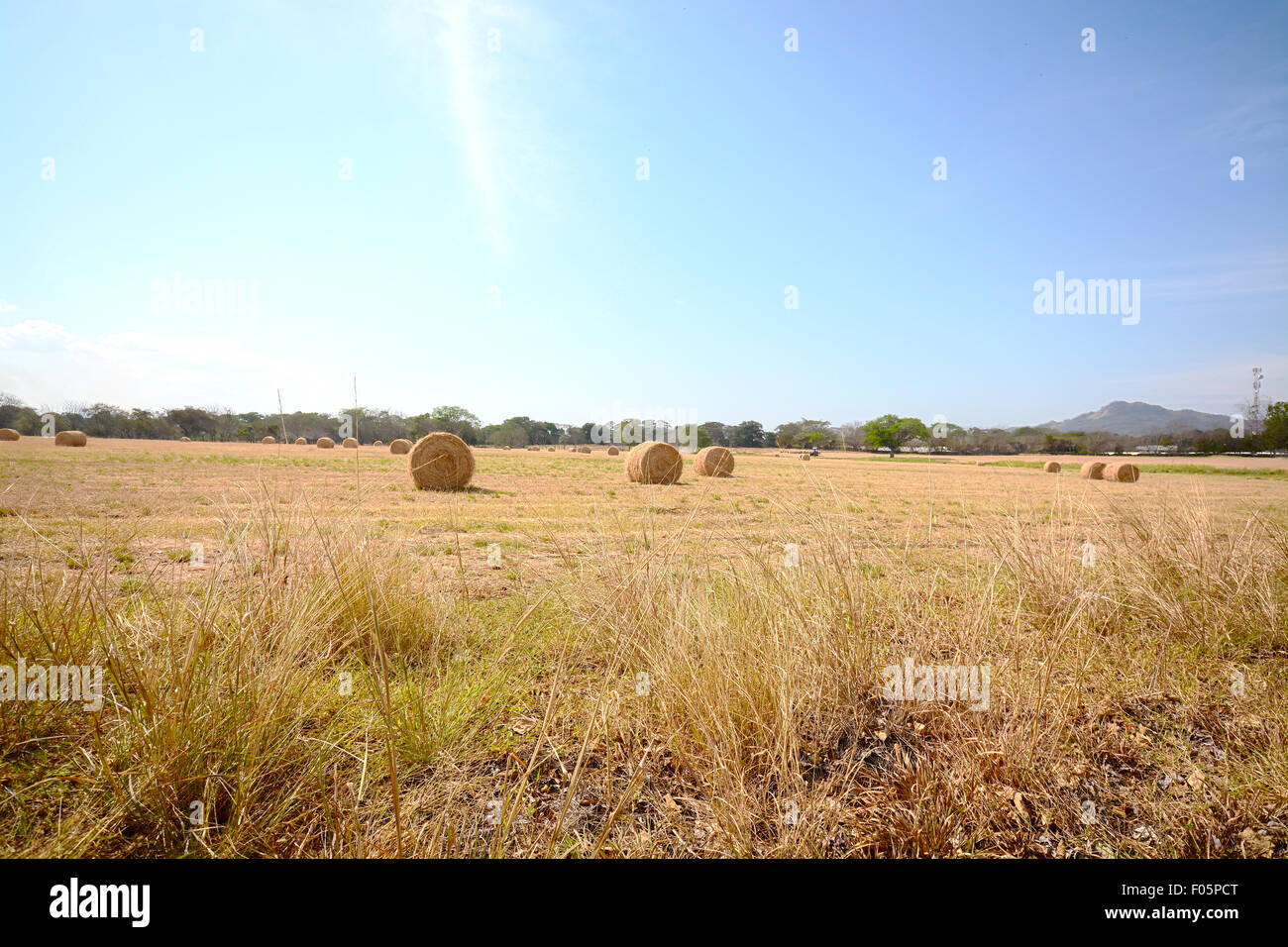 Ampia angolazione di un campo con balle di fieno ed un cielo blu Foto Stock