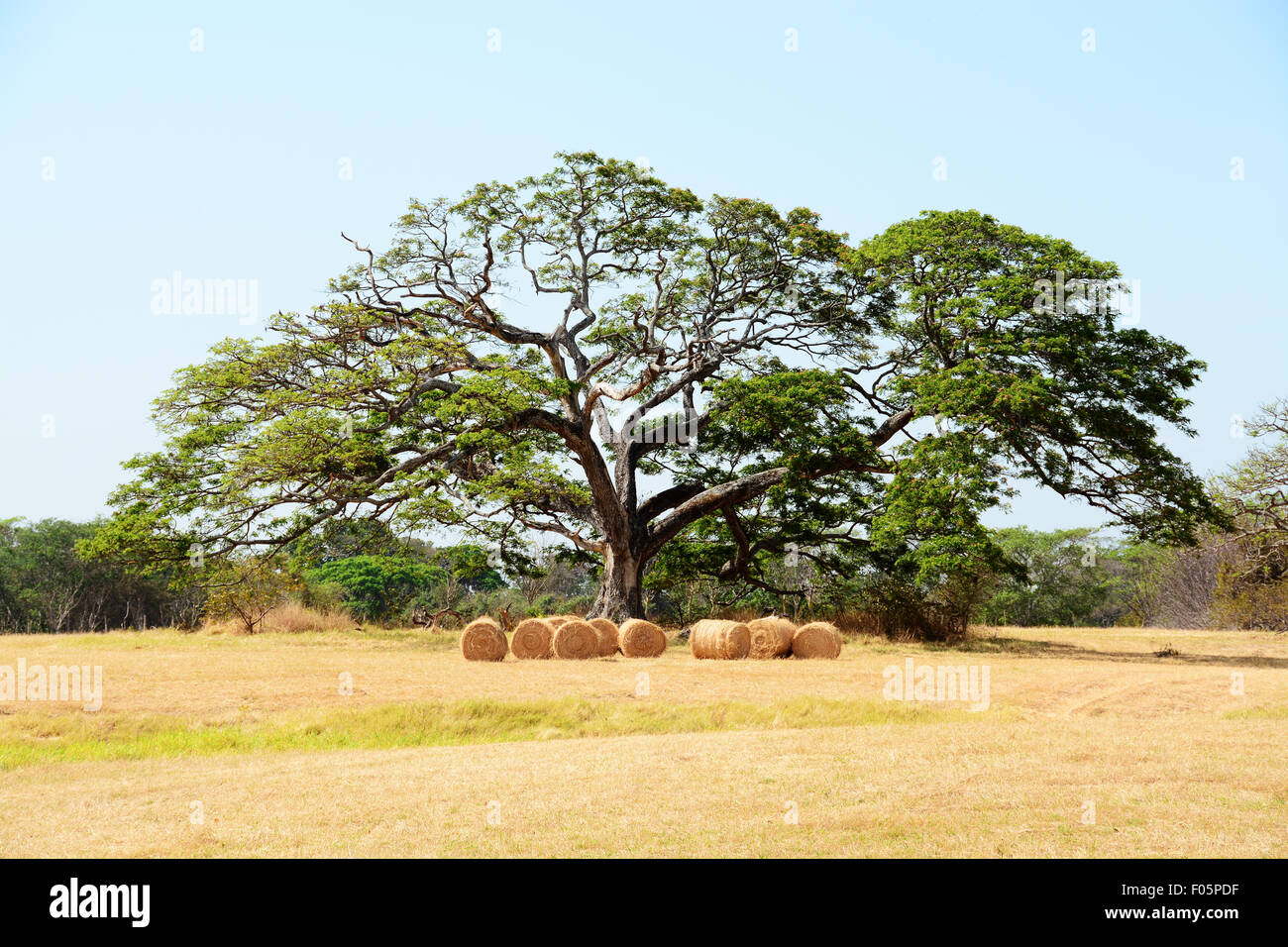 Un enorme albero con balle di fieno sotto di esso in un campo di pascolo Foto Stock