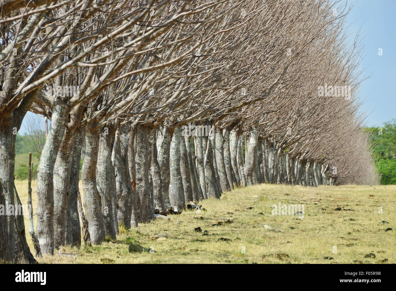 In prossimità di una recinzione di albero in un campo di pascolo nel paese con un cielo blu Foto Stock