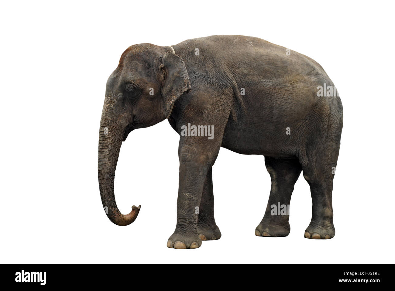 Elefante asiatico isolato su sfondo bianco Foto Stock