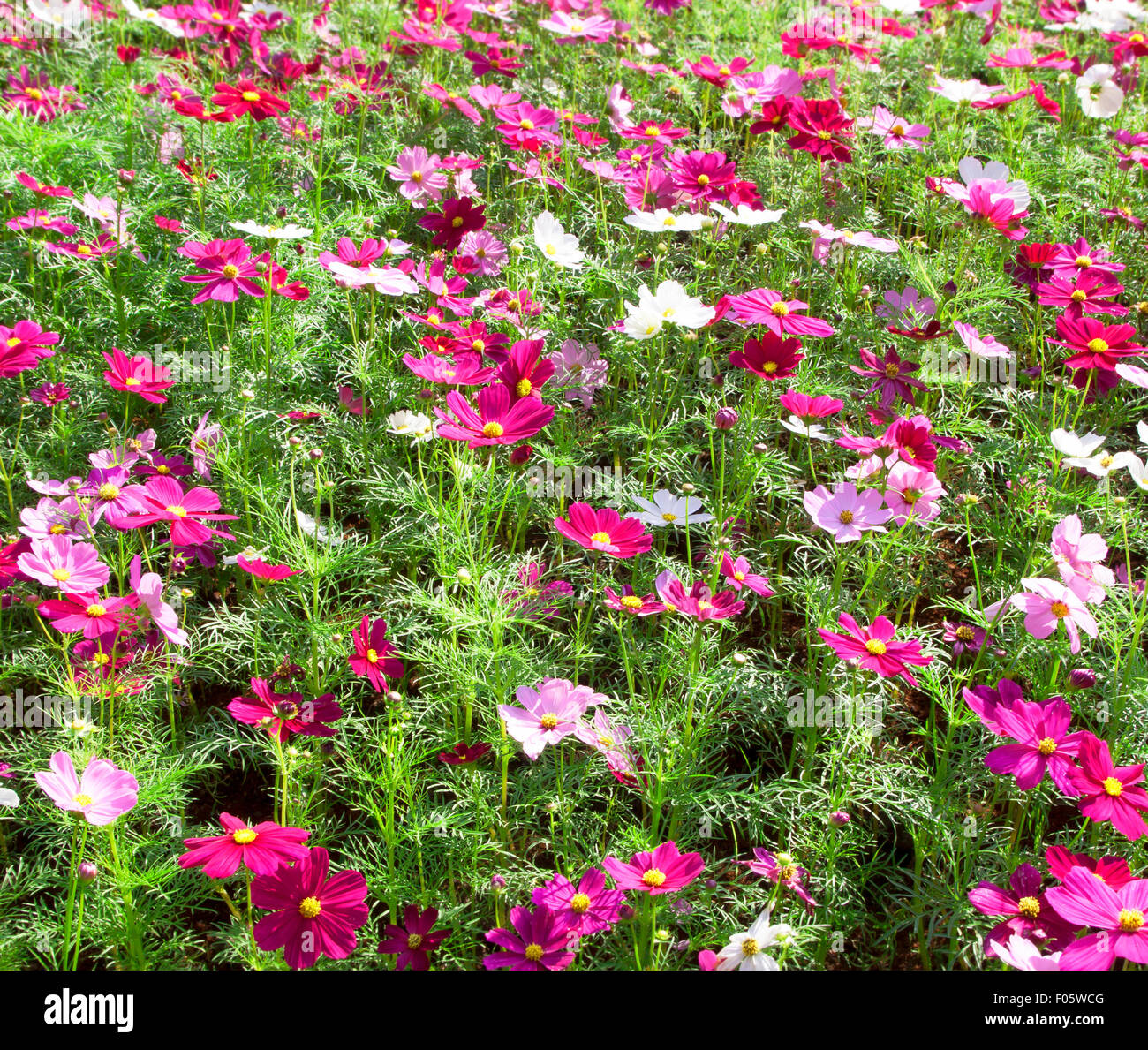 Cosmo sulfurei Cav colori vibranti in fiore nel parco. Foto Stock