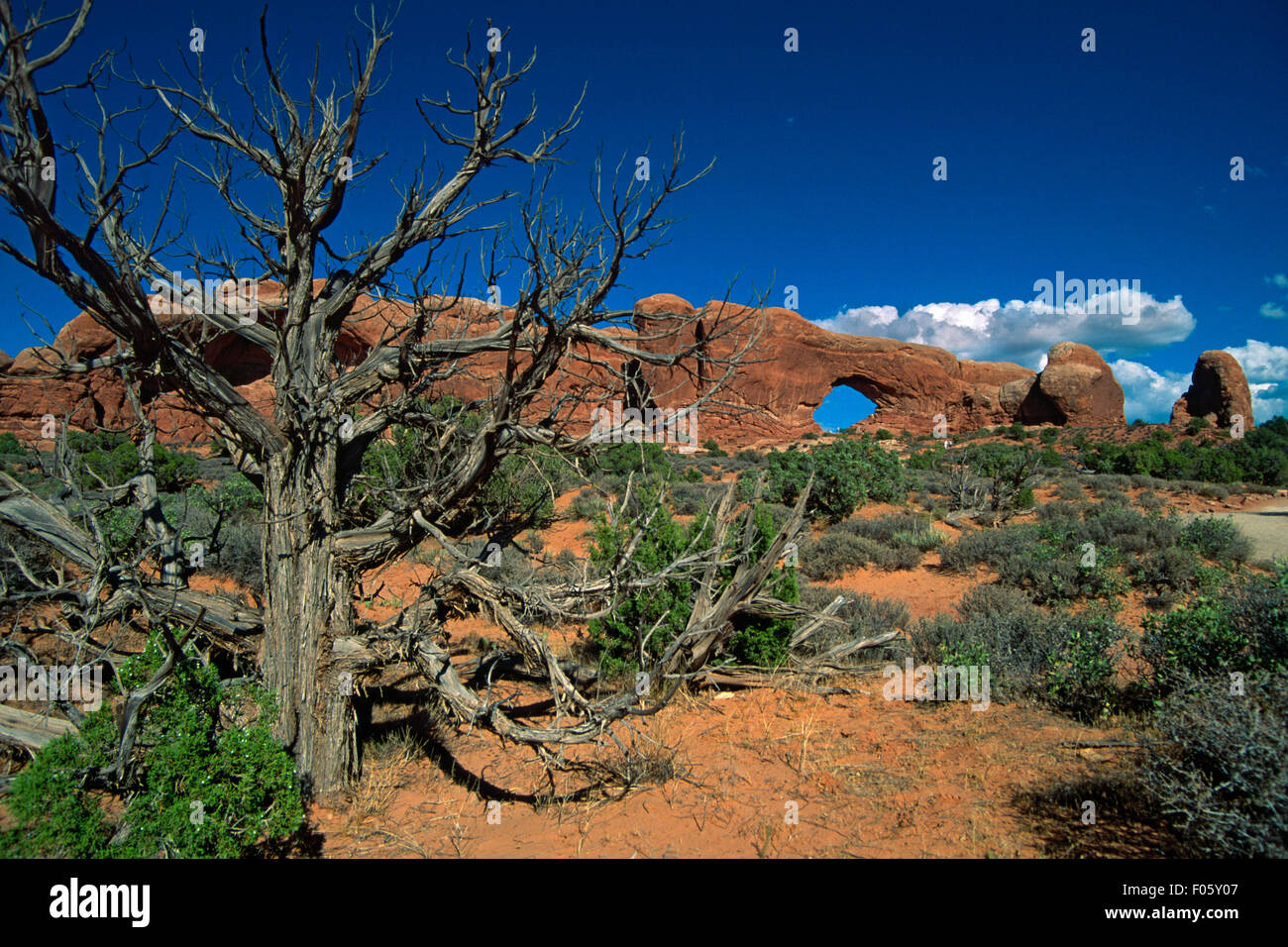 Stati Uniti d'America, Stati Uniti, Utah, Arches National Park, impianti Foto Stock