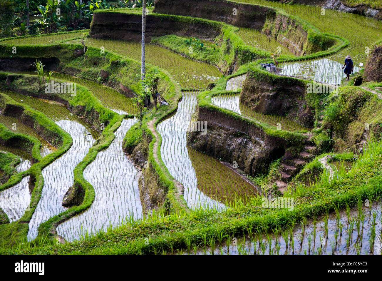 Terrazza di riso a Tegalalang, Gianyar, Bali, Indonesia. Foto Stock