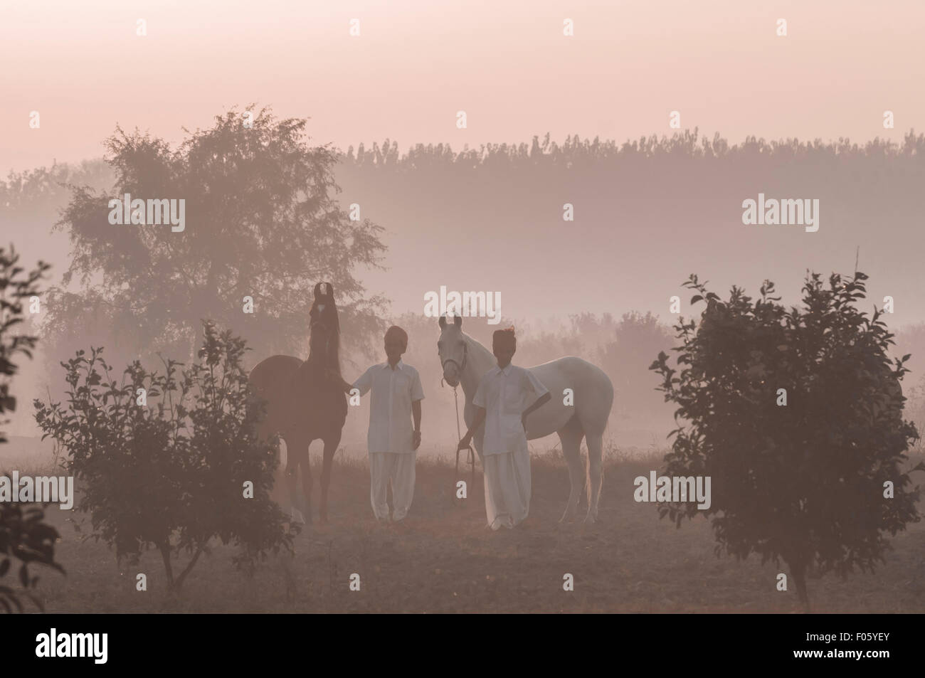 Due indiani gli uomini in piedi con il loro avviso cavalli Marwari all'alba con nebbia e gli alberi in un agriturismo Foto Stock