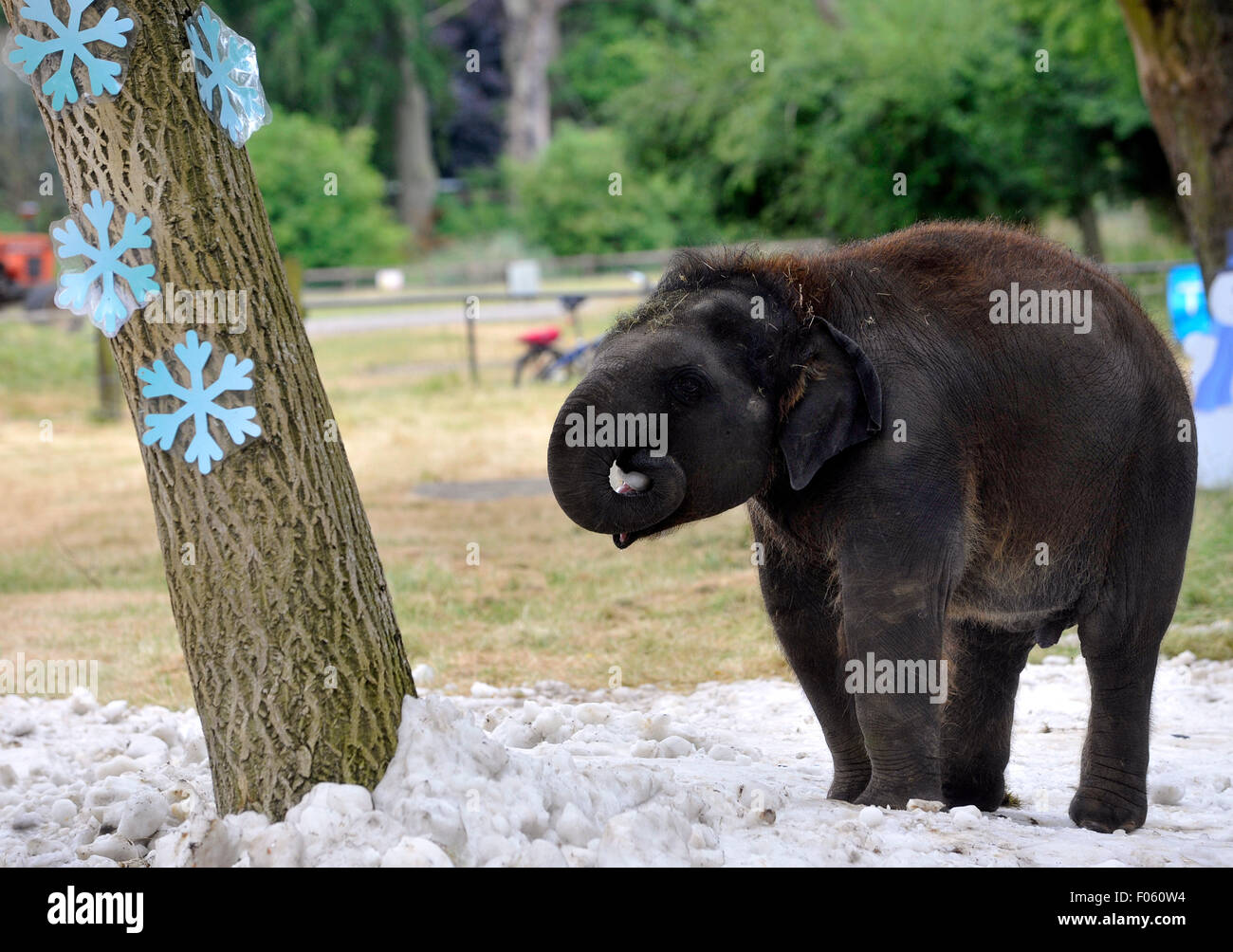 Come l'estate scorcher continua a spazzare il paese, ZSL Whipsnade Zoo elefanti battere il calore con la consegna di neve Foto Stock