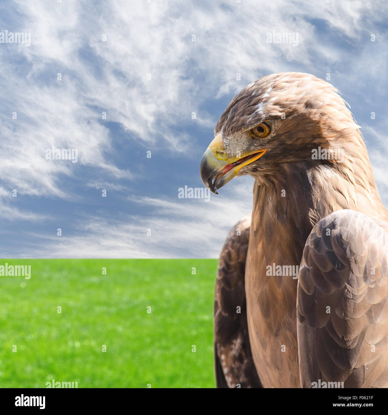 Verticale di close-up ritratto di profilo di golden eagle rapace su Sky e di erba sfondo naturale Foto Stock