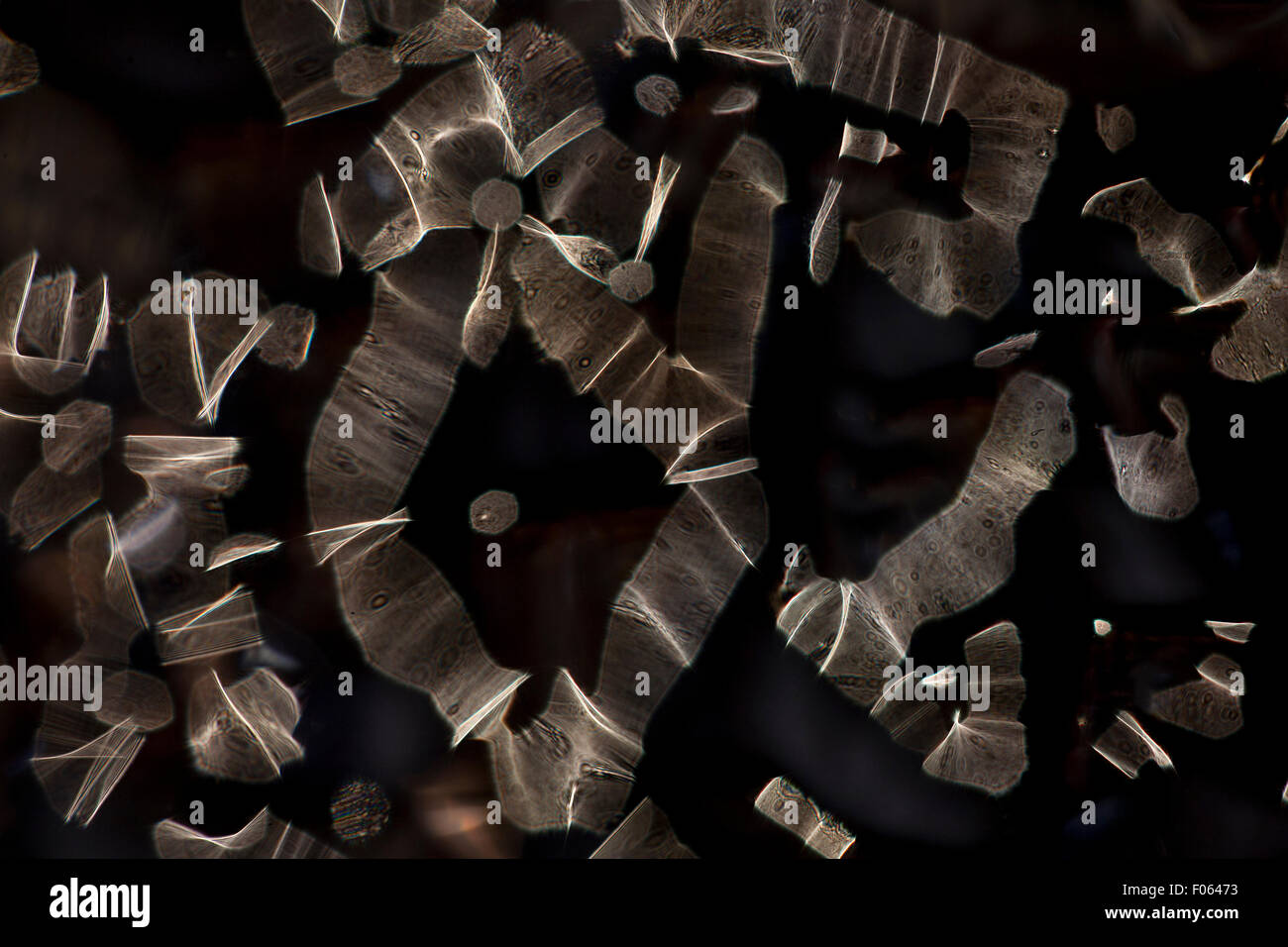 Una piccola luce bianca lampada è fotografato attraverso vetro irregolare. Questa irregolarità ottica dà luogo alla configurazione di interferenza Foto Stock