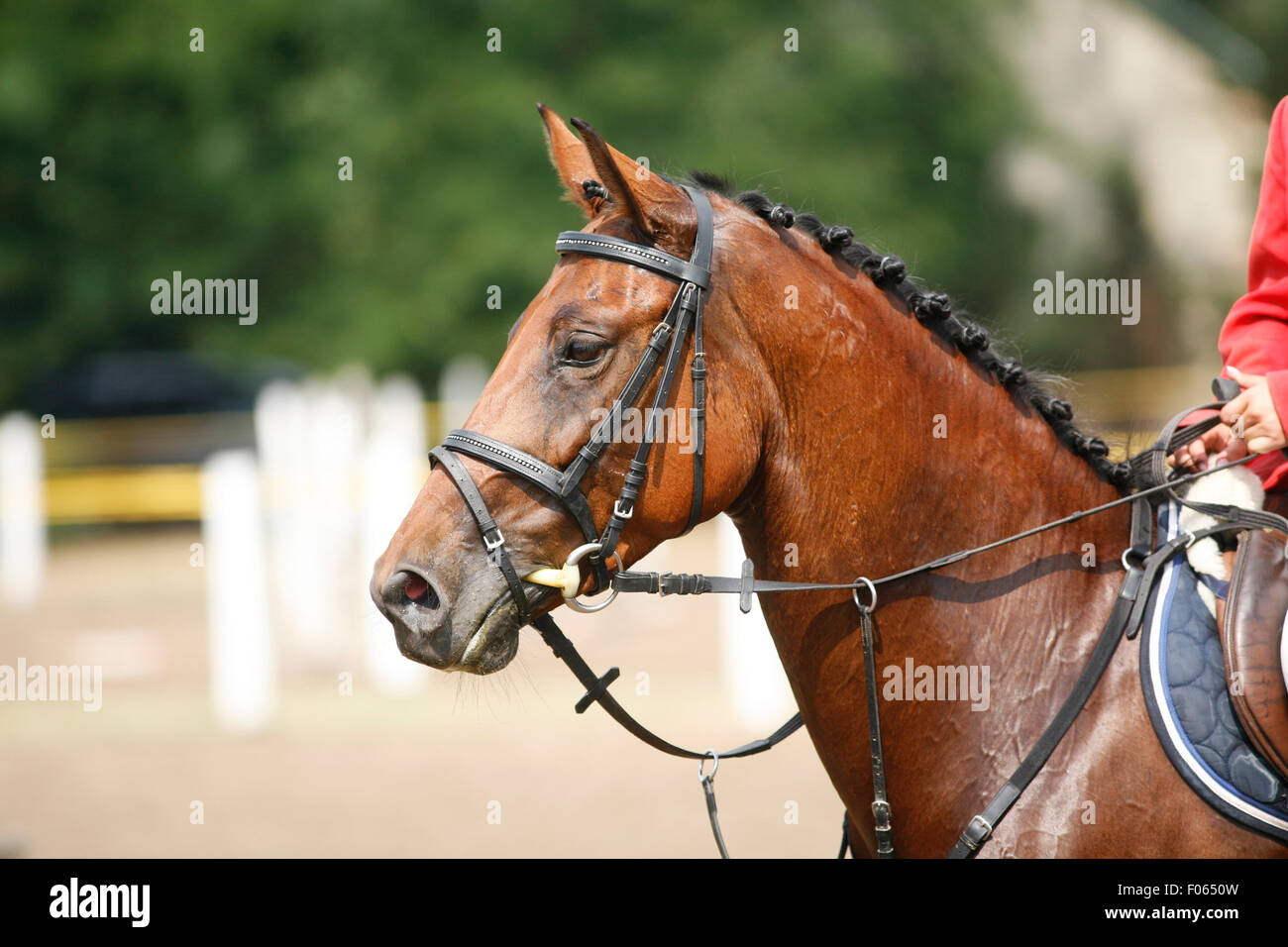 Di fronte ad una splendida razza delle corse ippiche sul concorso di salto Foto Stock