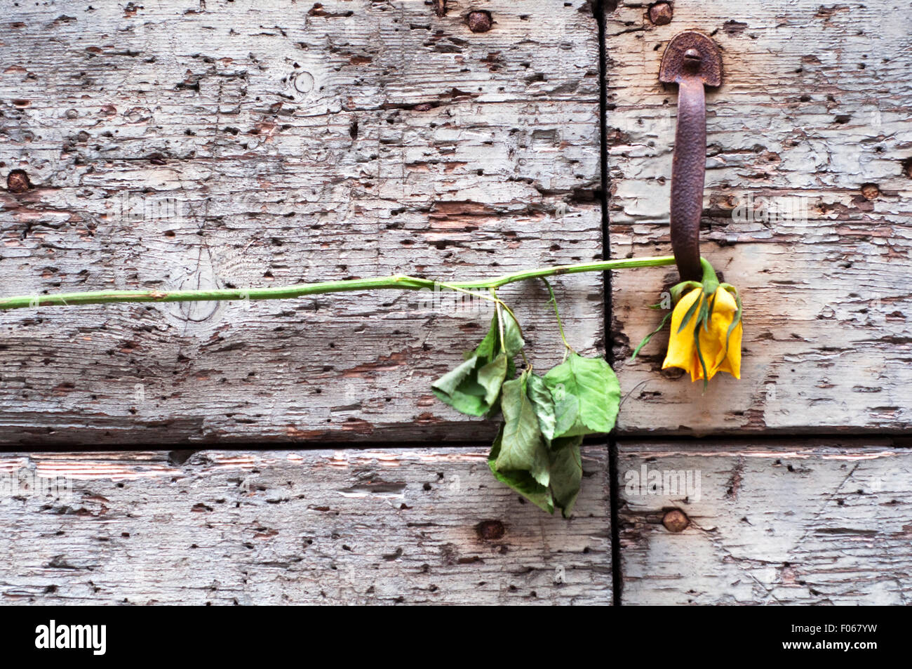Respingente e appassiti rosa gialla fiore sulla porta di legno. Foto Stock