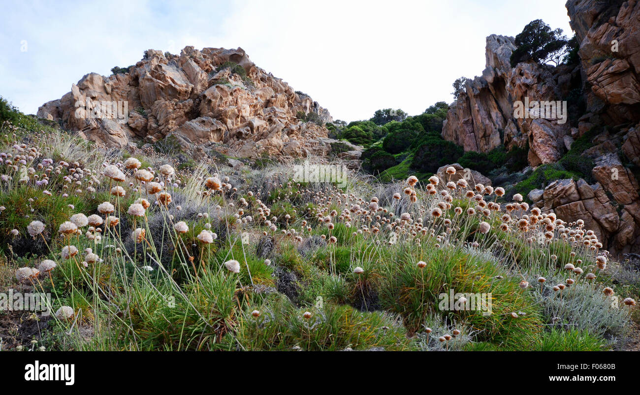 Costa Paradiso, Sardegna, Italia: rocce e tipica vegetazione locale. Foto Stock