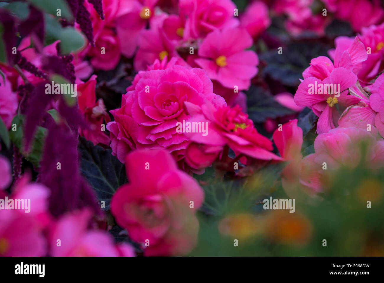 Fiori nei giardini del West Park a Wolverhampton West Midlands, Regno Unito Foto Stock