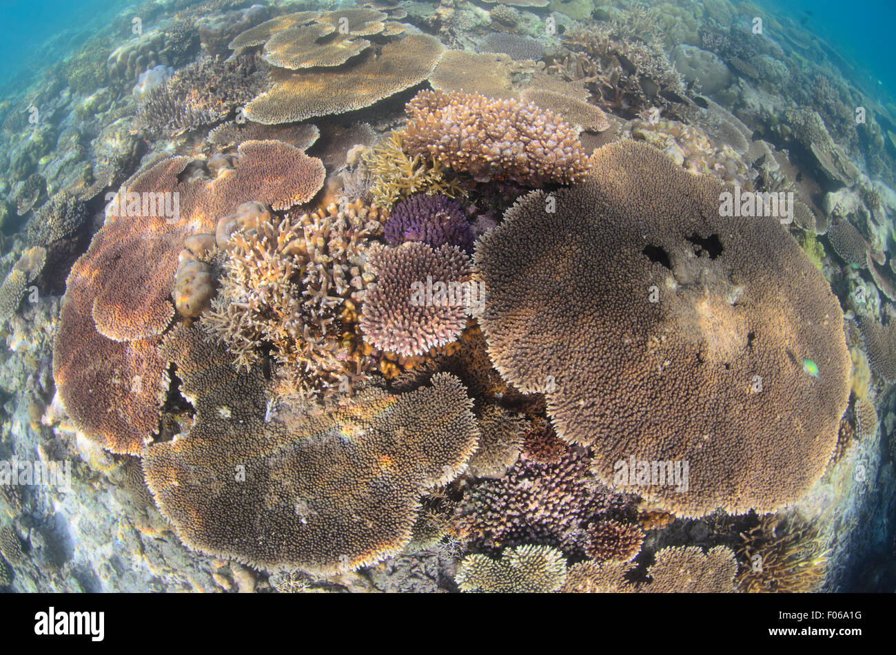 Tabella i coralli e coralli ramificati, Acropora sp., Mommon, West Papua provincia, Indonesia, Oceano Pacifico Foto Stock