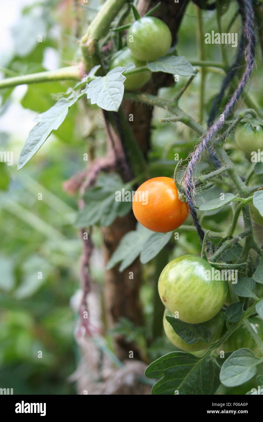 La maturazione pomodori ciliegia sulla vite. Foto Stock