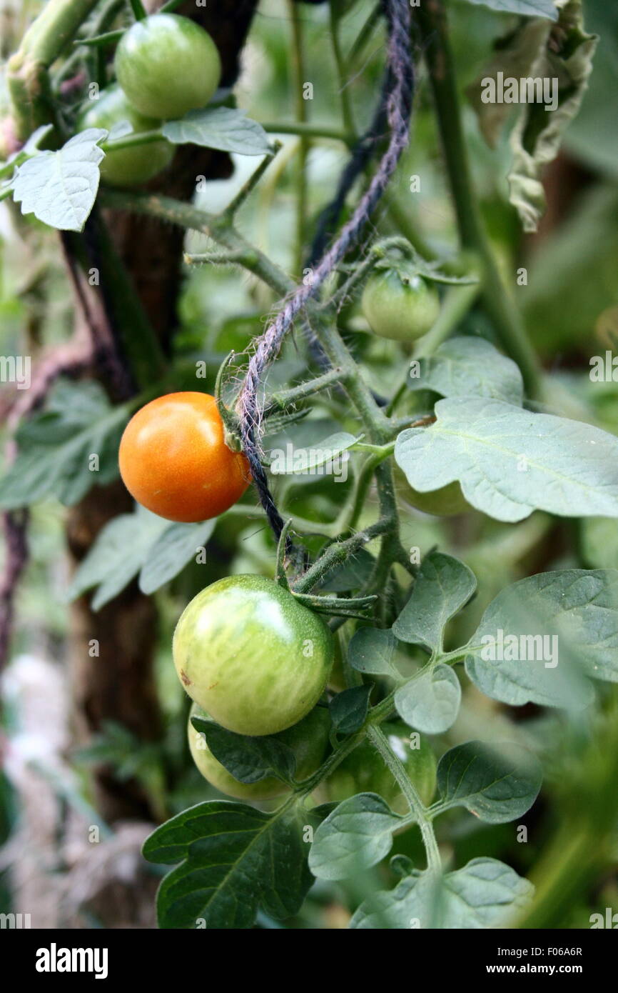 La maturazione pomodori ciliegia sulla vite. Foto Stock