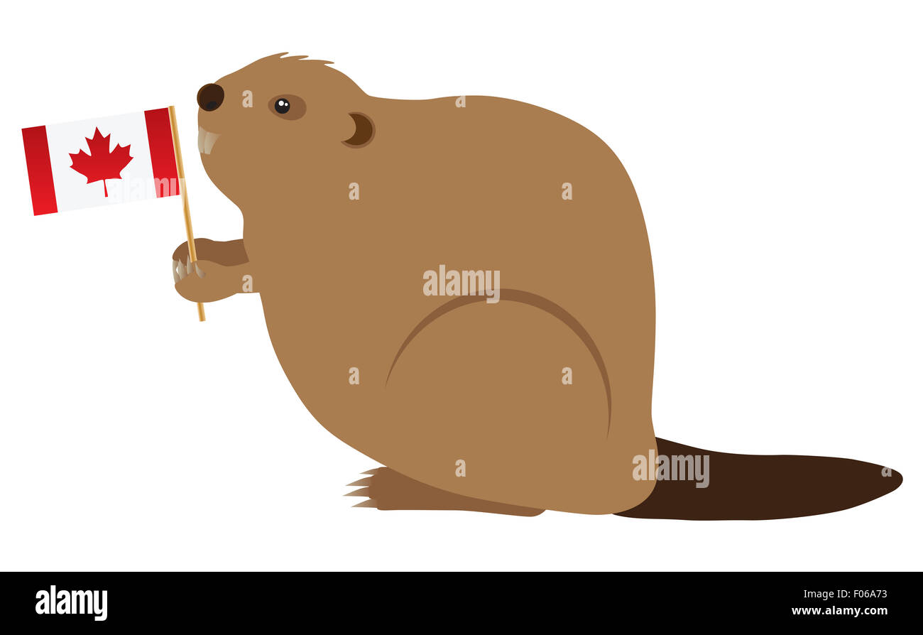 La Canadian Beaver Holding Canada bandiera Illustrazione a colori Foto Stock