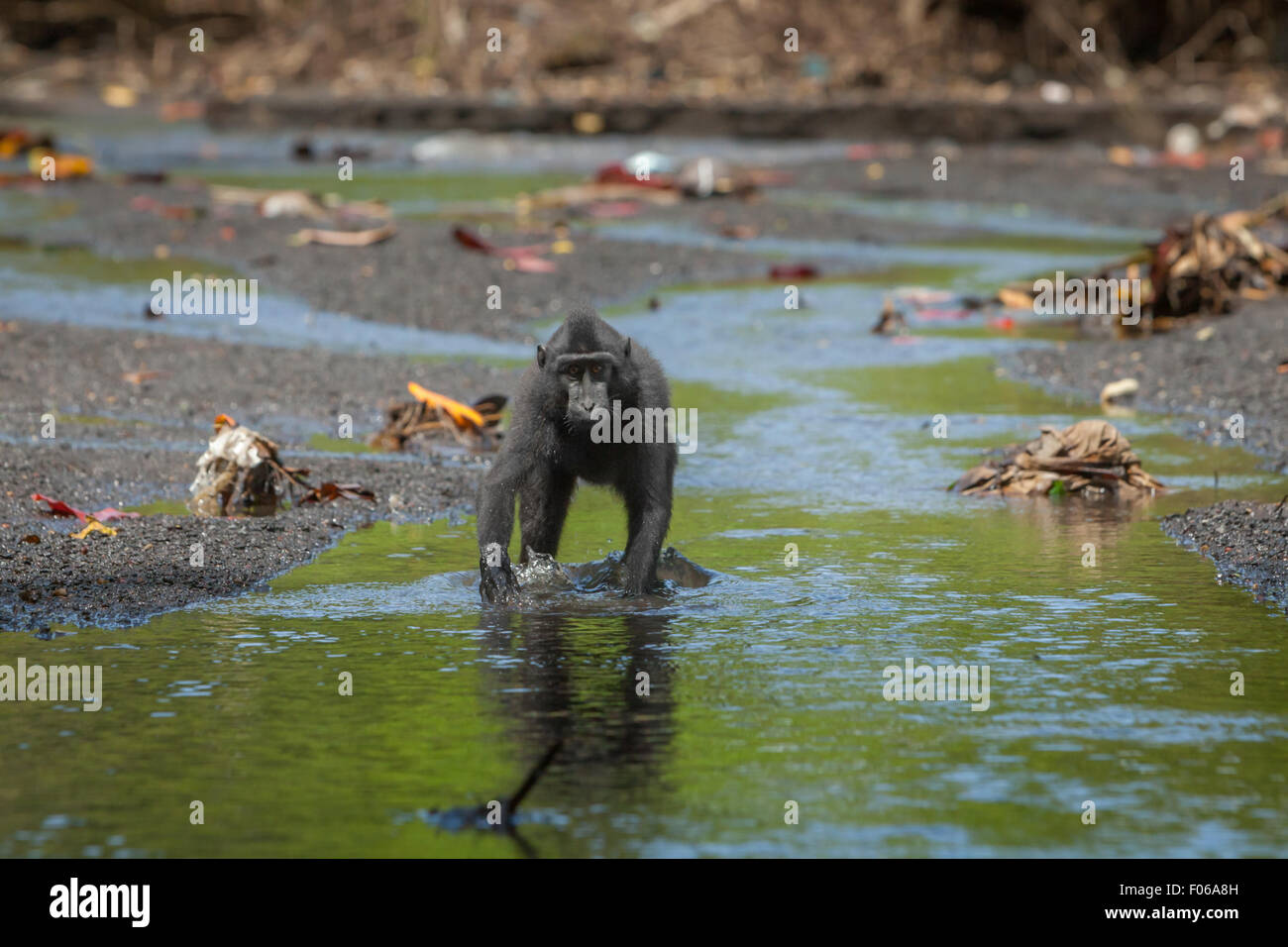 Un macaco sulawesi con cresta nera (Macaca nigra) sta suonando su un ruscello nella Riserva Naturale di Tangkoko, Sulawesi settentrionale, Indonesia. Foto Stock