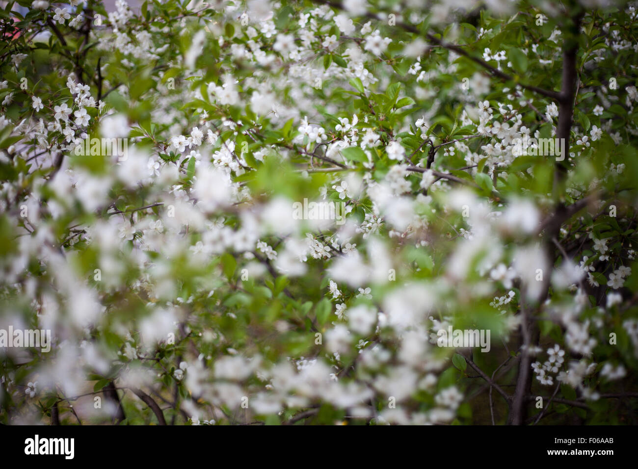 Parzialmente sfocato fiori ciliegio Foto Stock