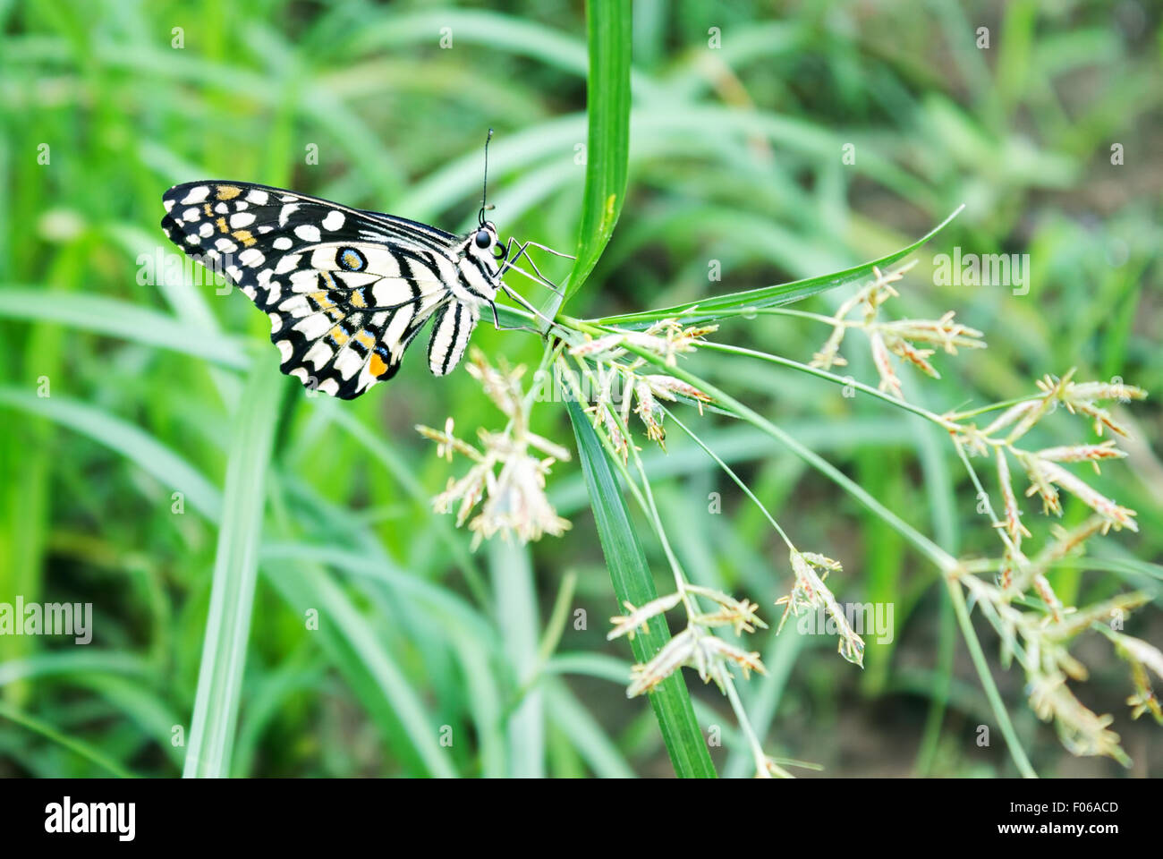 Calce comune (Papilio demoleus) farfalla Foto Stock