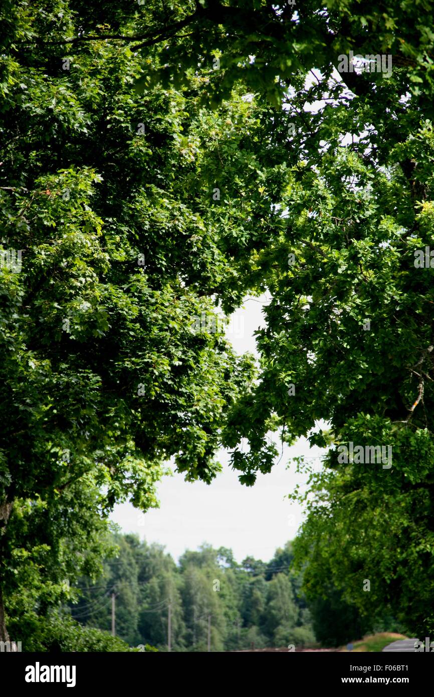 Albero di quercia Foto Stock