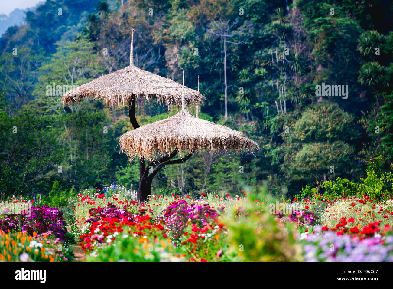 Bellissimo giardino di fiori in Doi Angkhang montagna, Chiang Mai, Thailandia Foto Stock