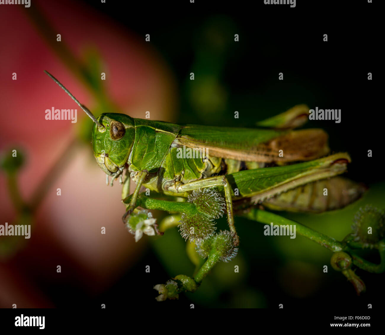 Regno Unito Wildlife & Natura: Cavalletta verde - in bilico e mimetizzata Foto Stock