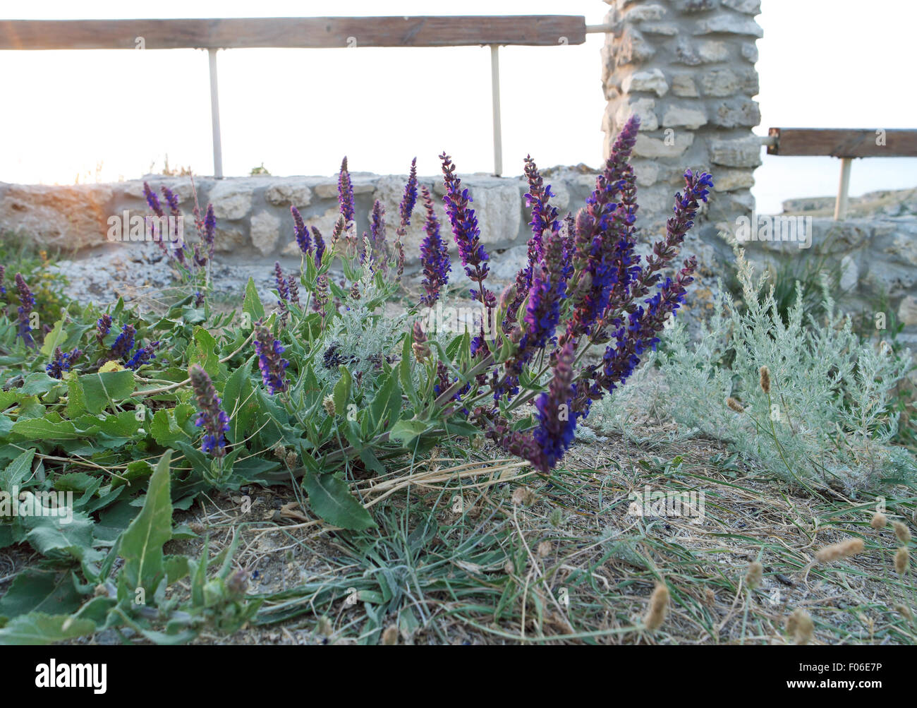 Wild salvia (Salvia) Foto Stock