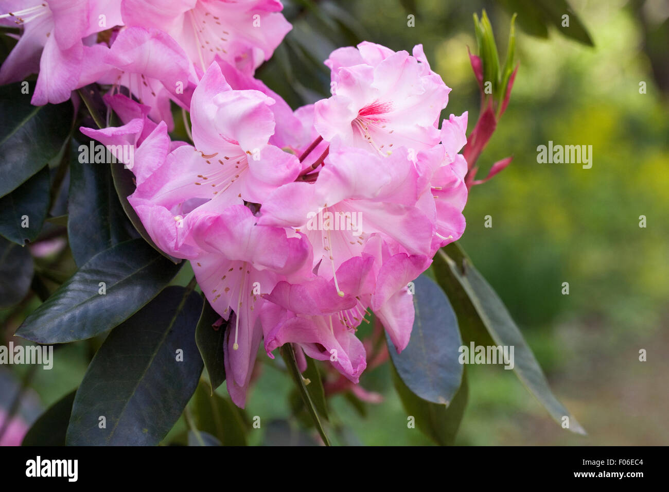 Rhododendron 'Mrs Walter Burns' fodera un percorso ad RHS Wisley. Foto Stock