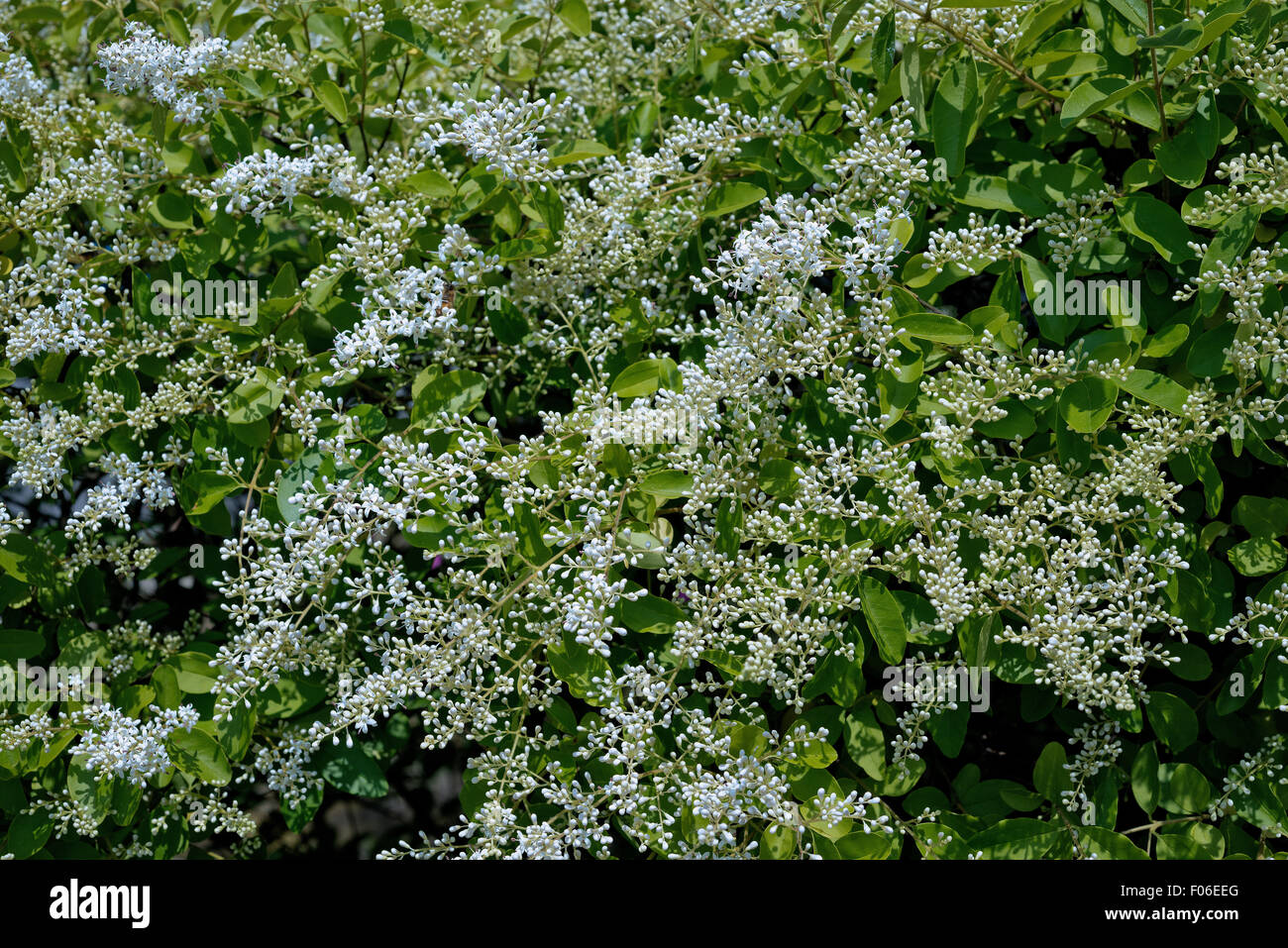 Fiori di ligustro. Foto Stock