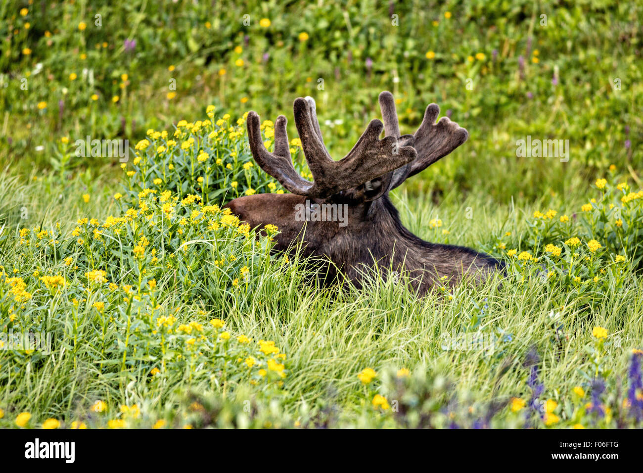 Una bull moose feed in un prato di fiori selvaggi a Cameron passano in dalla foresta nazionale di Roosevelt vicino a Gould, Colorado. Foto Stock