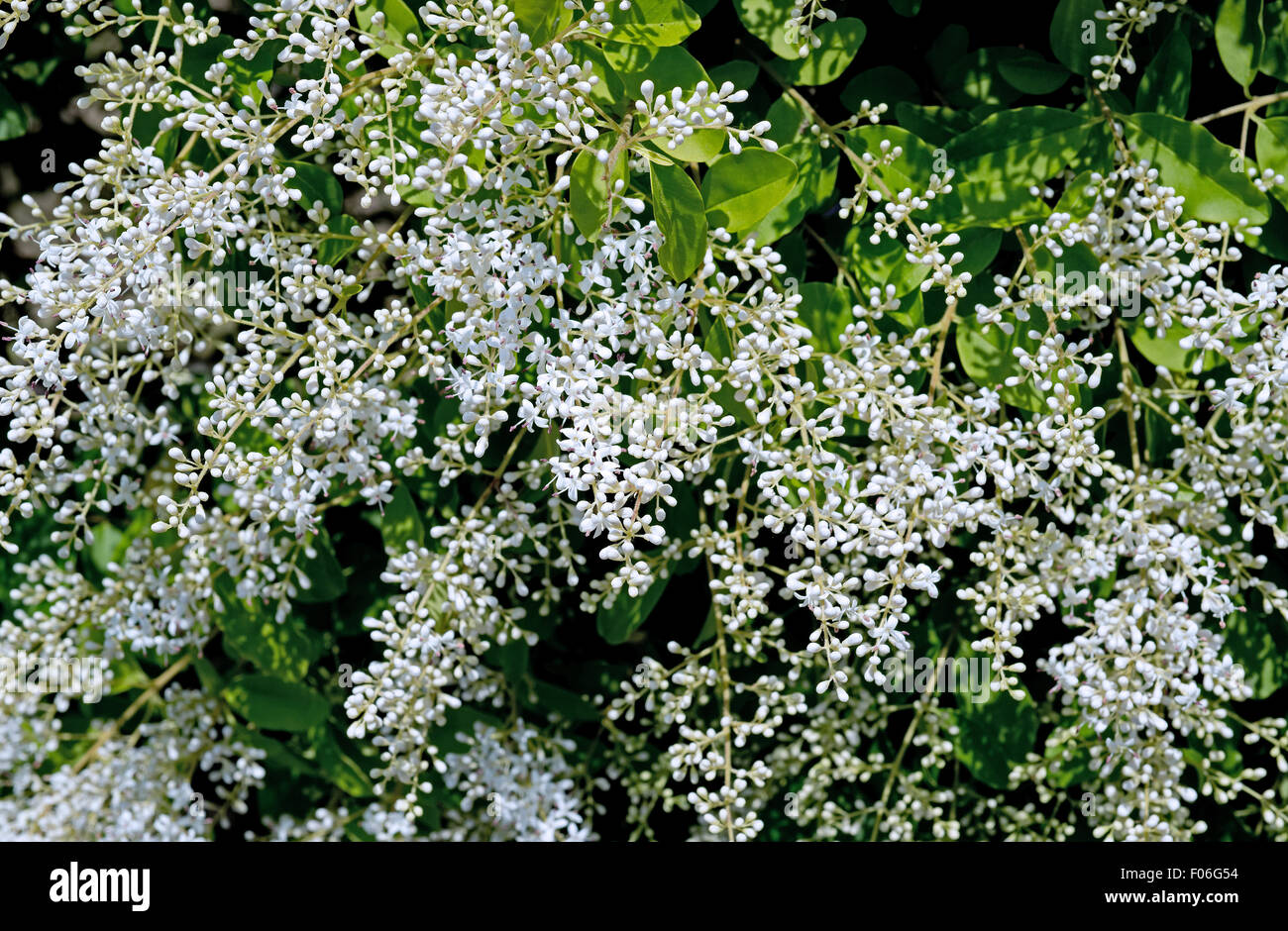 Fiori di ligustro. Foto Stock