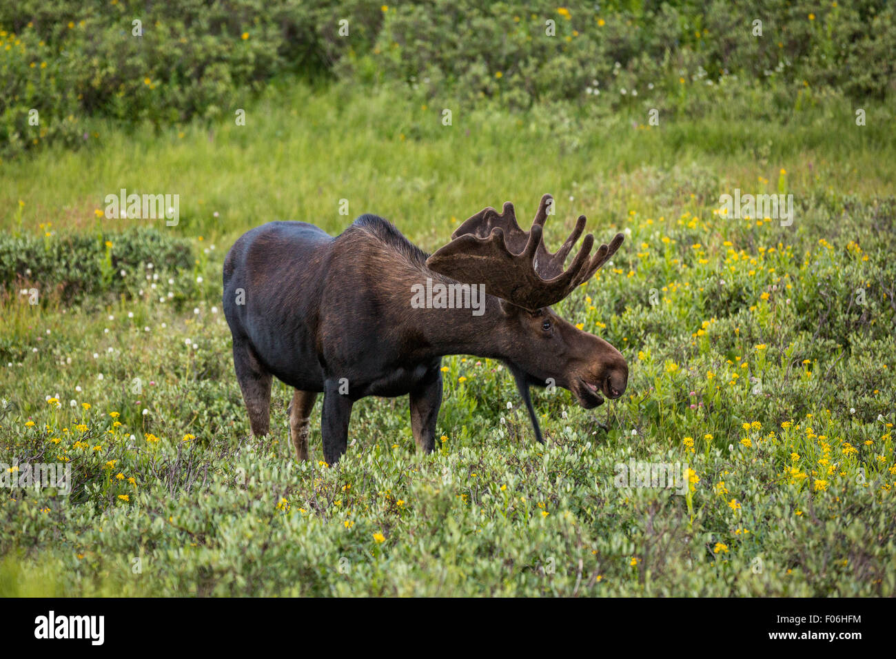 Una bull moose feed in un prato di fiori selvaggi a Cameron passano in dalla foresta nazionale di Roosevelt vicino a Gould, Colorado. Foto Stock