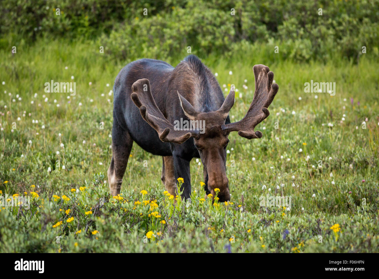 Una bull moose feed in un prato di fiori selvaggi a Cameron passano in dalla foresta nazionale di Roosevelt vicino a Gould, Colorado. Foto Stock