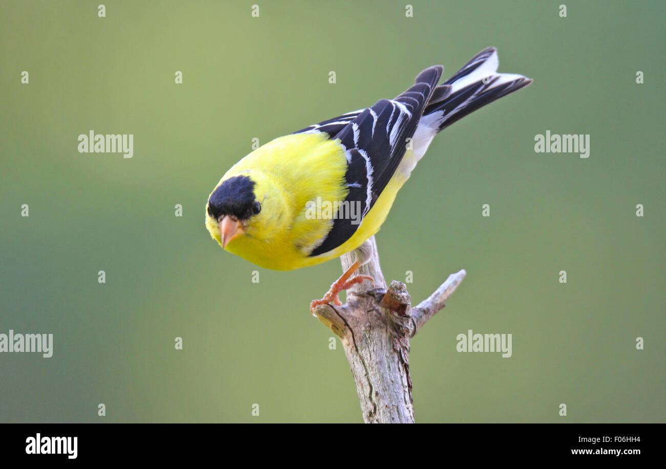 Un giallo brillante maschio cardellino americano (Carduelis tristis) appollaiate su un ramo in estate. Foto Stock