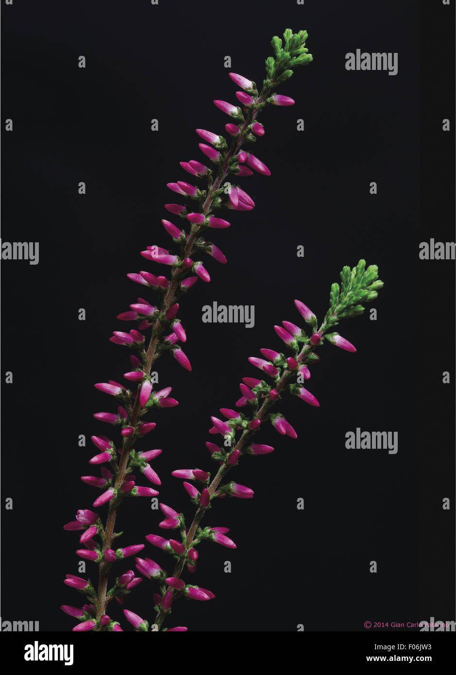 Fiori di Calluna vulgaris Foto Stock