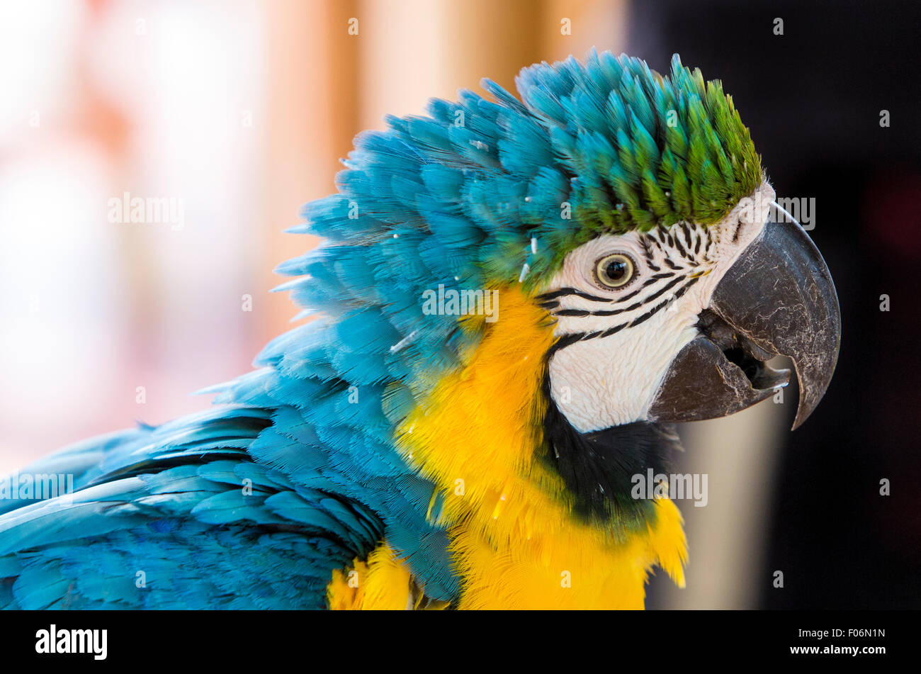 Oro Blu Macaw, razze di foreste e boschi tropicali del Sud America da Trinidad e Venezuela sud del Brasile Foto Stock