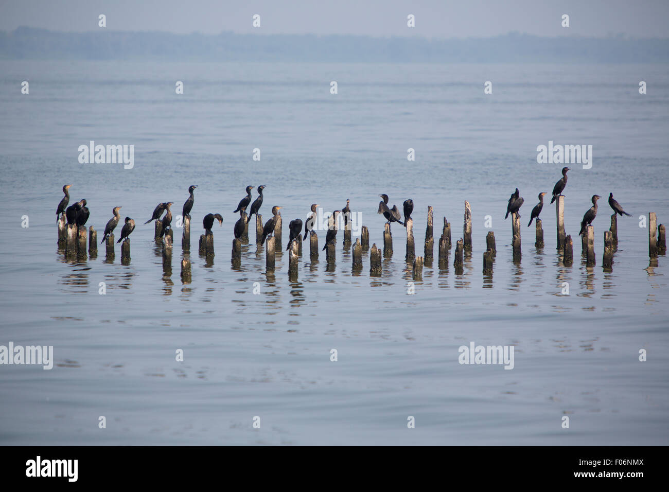 Gli uccelli si appollaia su colonne di cemento, il lago di Maracaibo, Venezuela Foto Stock