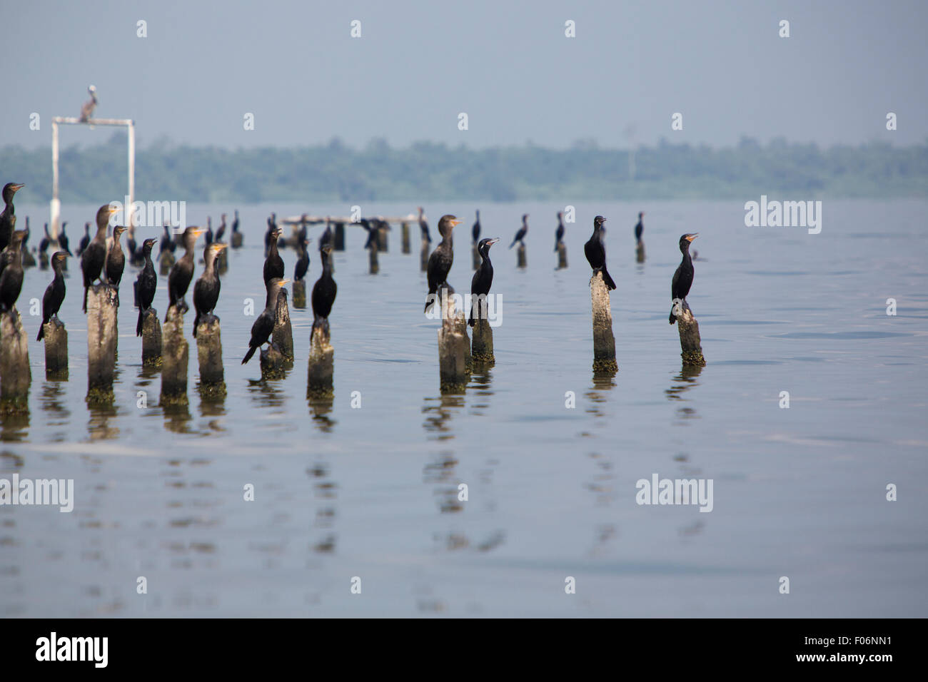 Gli uccelli si appollaia su colonne di cemento, il lago di Maracaibo, Venezuela Foto Stock