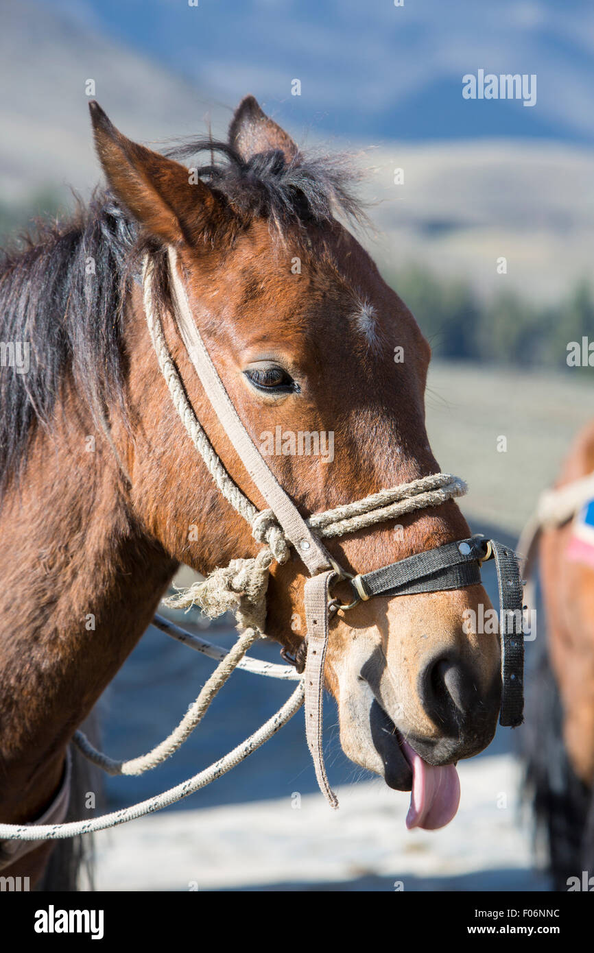 Ritratto di un cavallo di castagno tirando fuori la sua lingua al Laguna Laguna in attesa per un giro turistico vicino a Apartaderos in Merida Foto Stock