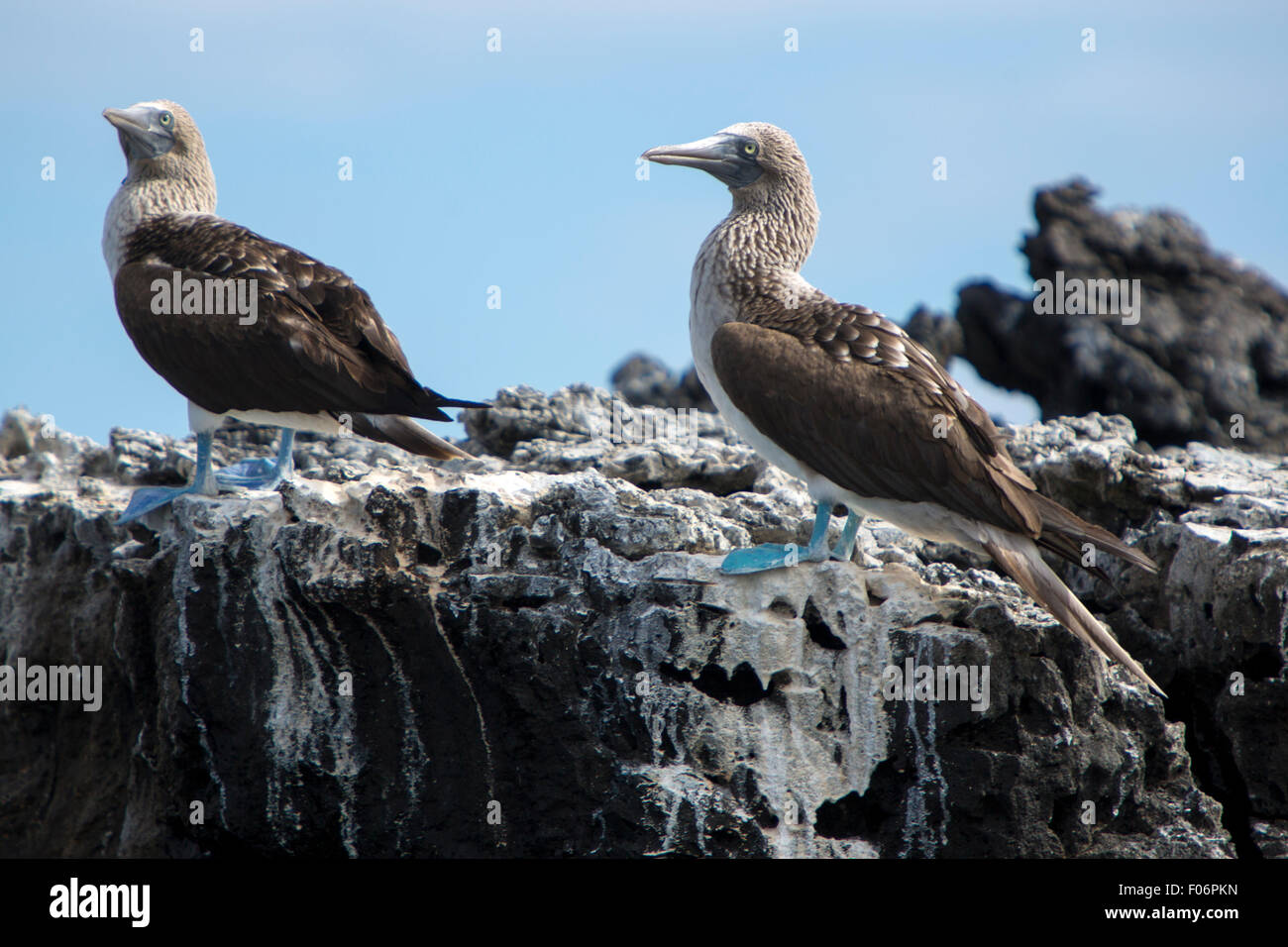Blu-footed boobies in piedi sulle pietre contro un cielo blu nelle isole Galapagos, Ecuador Foto Stock