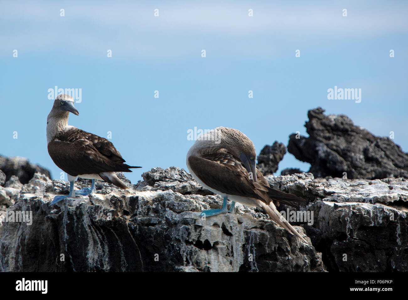 Blu-footed boobies in piedi sulle pietre contro un cielo blu nelle isole Galapagos, Ecuador Foto Stock