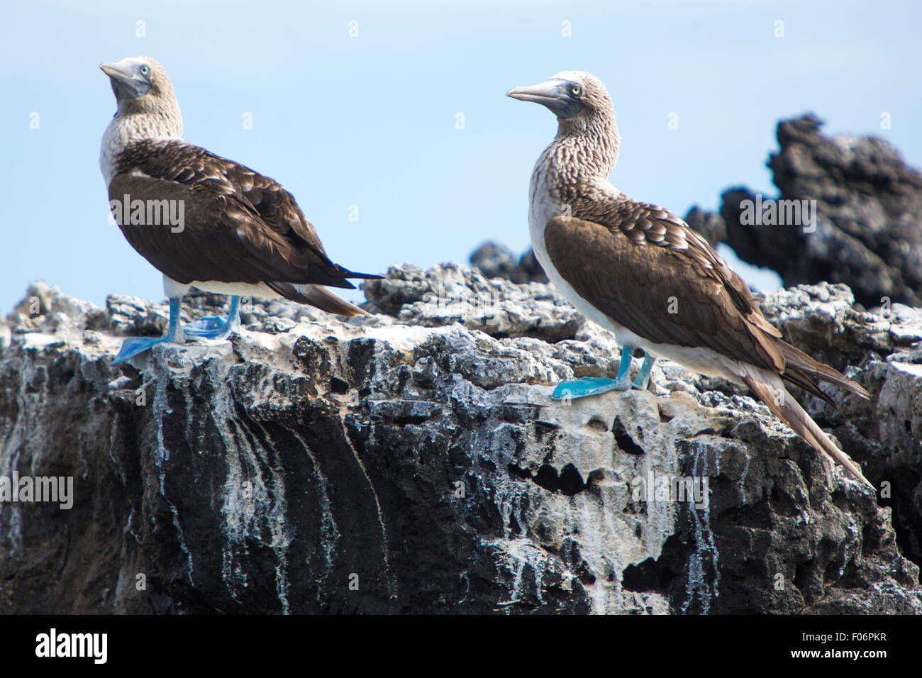 Blu-footed boobies in piedi sulle pietre contro un cielo blu nelle isole Galapagos, Ecuador Foto Stock